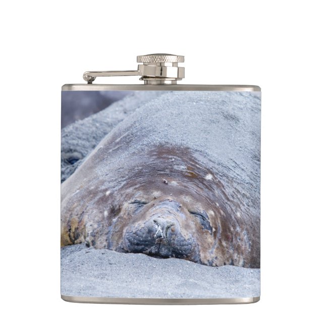 Sleeping elephant seal flask (Front)