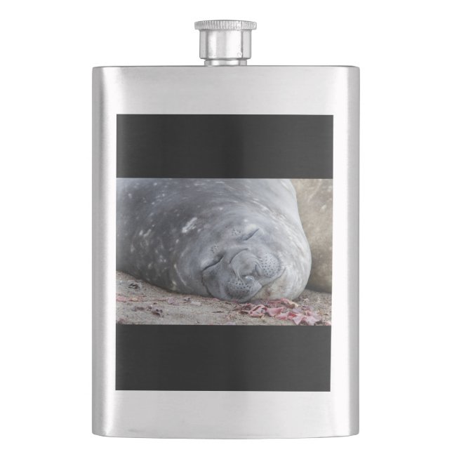 Sleeping elephant seal flask (Front)