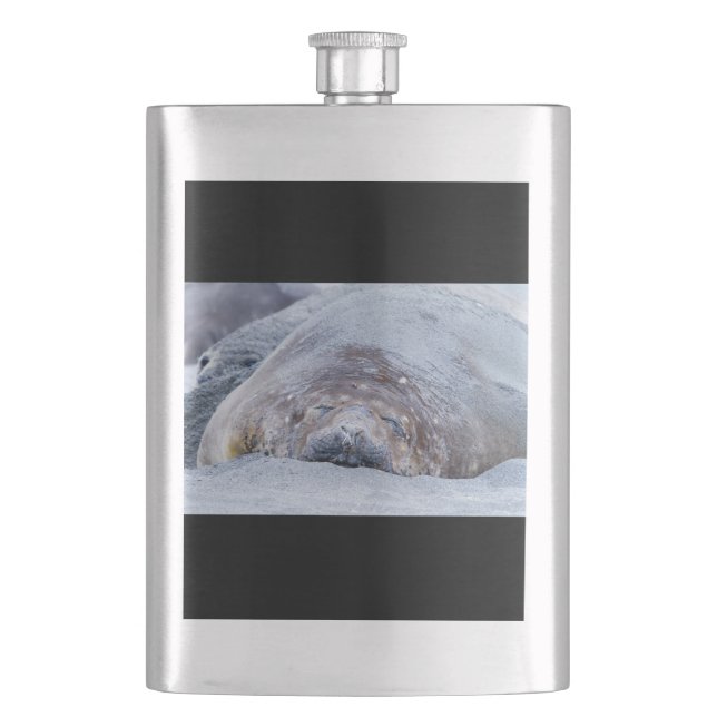 Sleeping elephant seal flask (Front)