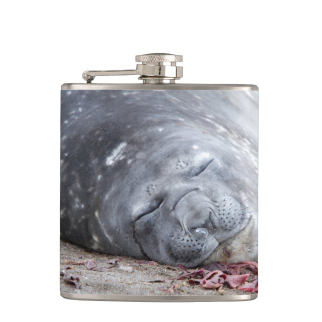 Sleeping elephant seal flask (Front)