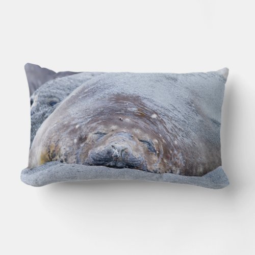 Sleeping elephant seal lumbar pillow