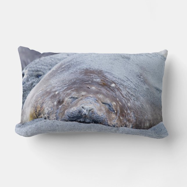 Sleeping elephant seal lumbar pillow (Front)
