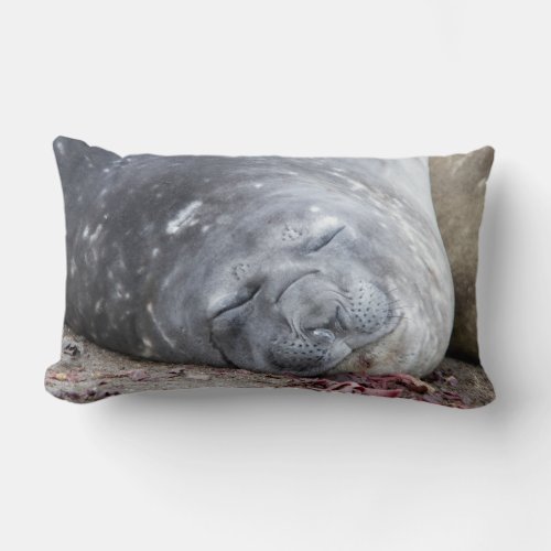 Sleeping elephant seal lumbar pillow