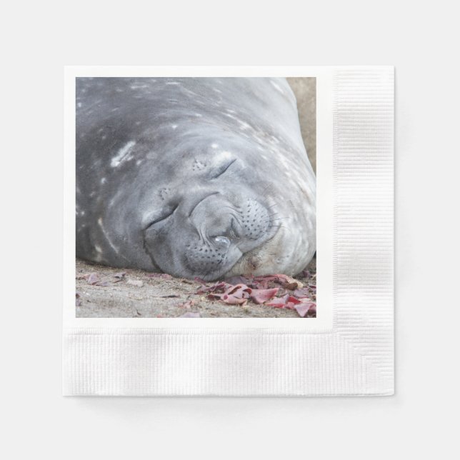 Sleeping elephant seal napkins (Front)