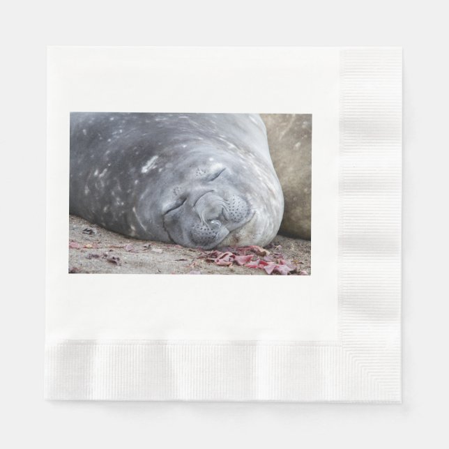 Sleeping elephant seal napkins (Front)
