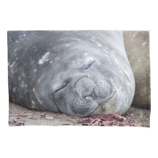 Sleeping elephant seal pillow case (Front)