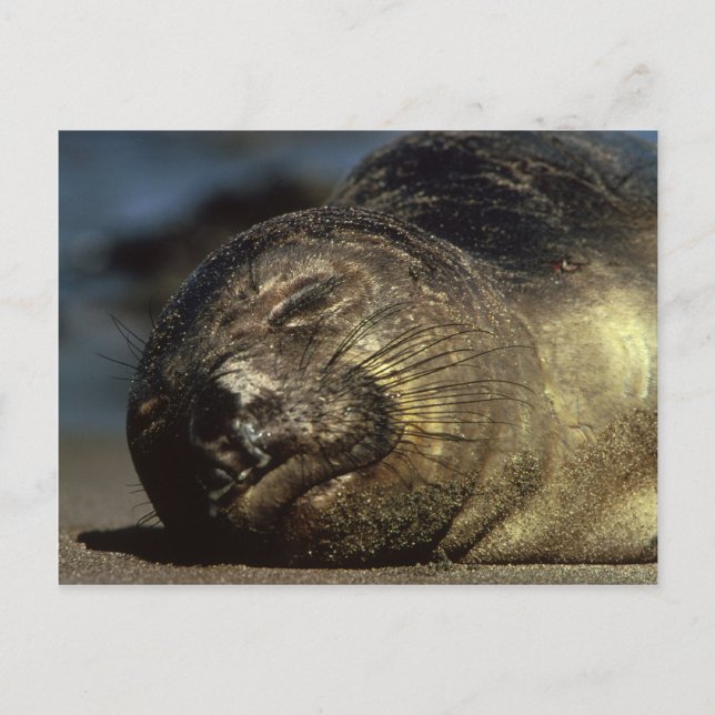 Sleeping Elephant Seal Postcard (Front)