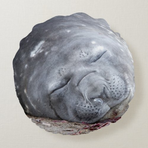 Sleeping elephant seal round pillow