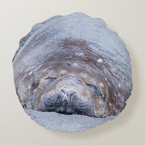 Sleeping elephant seal round pillow