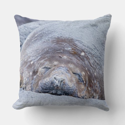 Sleeping elephant seal throw pillow