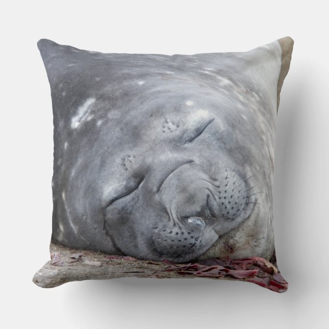 Sleeping elephant seal throw pillow (Front)