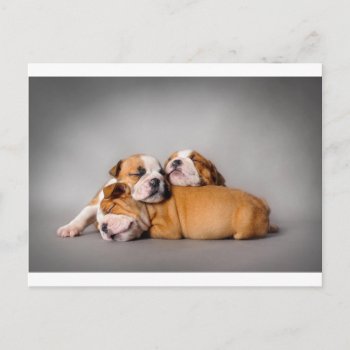 Sleeping English Bulldog Postcard by petsArt at Zazzle