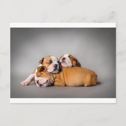 Sleeping English bulldog Postcard