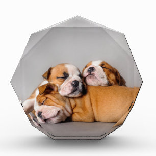 Sleeping English bulldog puppies Award