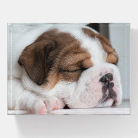 Sleeping English Bulldog Puppy