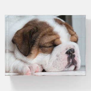 Sleeping English Bulldog Puppy Paperweight