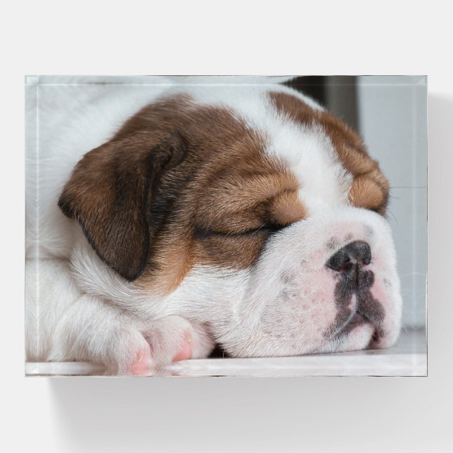 Sleeping English Bulldog Puppy Paperweight (Front)