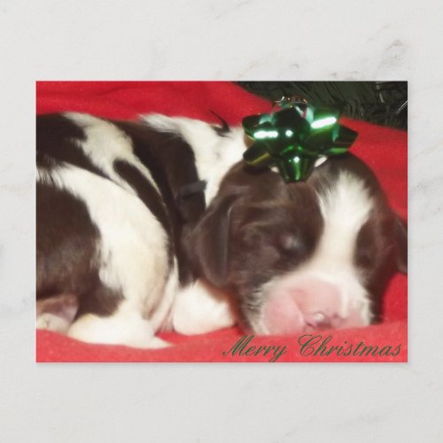 Sleeping English Springer Spaniel Christmas Puppy Holiday Postcard