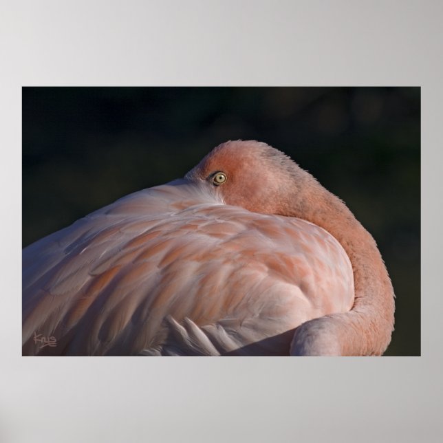 Sleeping Flamingo Print (Front)