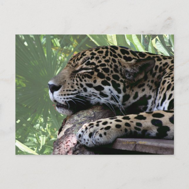 Sleeping Florida jaguar , light green frond back Postcard (Front)