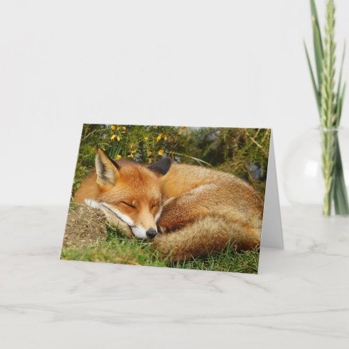 Sleeping fox get well card