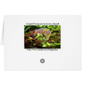 SLEEPING FOX ON A TREE CARDS (Back Horizontal)