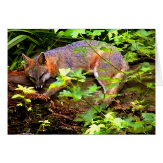 SLEEPING FOX ON A TREE CARDS