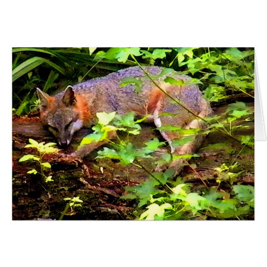 SLEEPING FOX ON A TREE CARDS (Front Horizontal)