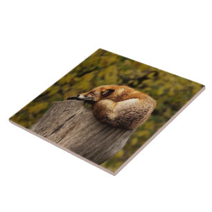 Sleeping fox photo ceramic tile