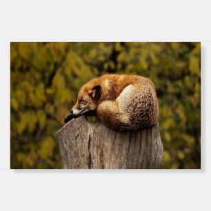 Sleeping fox photo foam board
