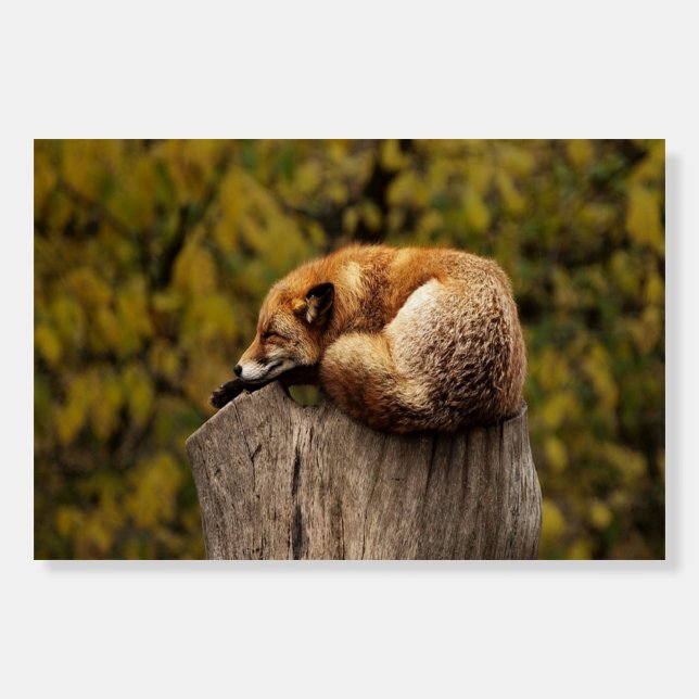 Sleeping fox photo foam board (Front)