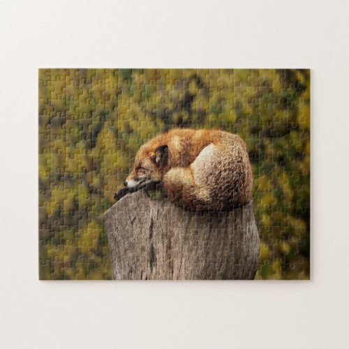 Sleeping fox photo jigsaw puzzle