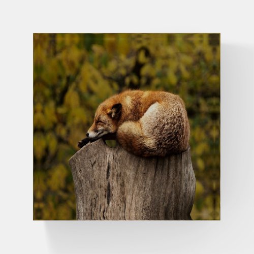 sleeping fox photo paperweight