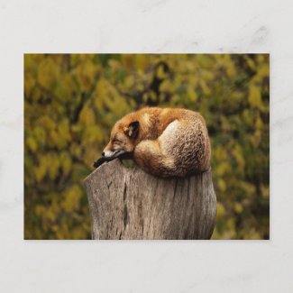 sleeping fox photo