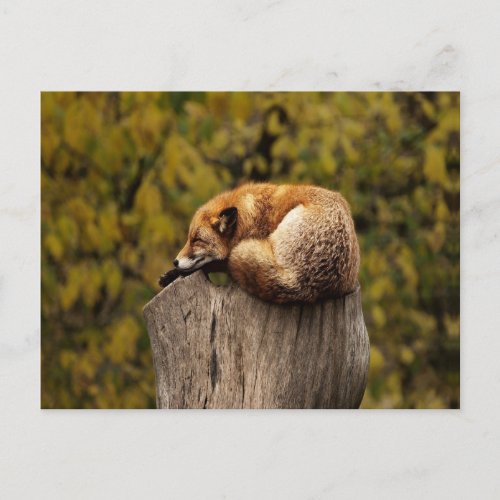 sleeping fox photo postcard