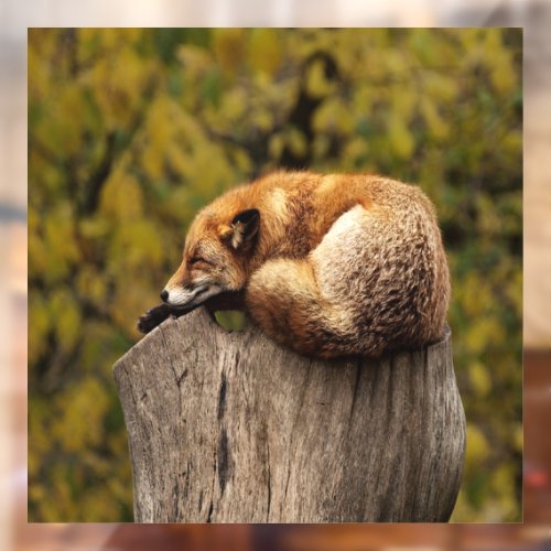 Sleeping fox photo window cling