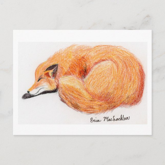 Sleeping Fox Post Card (Front)