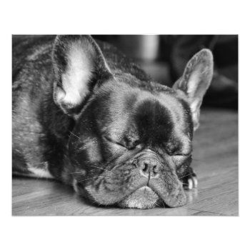 Sleeping French Bulldog Photo Print by artinphotography at Zazzle