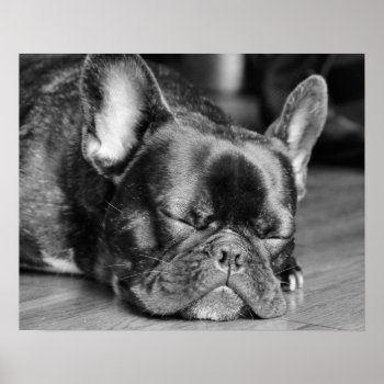 Sleeping French Bulldog Poster by artinphotography at Zazzle