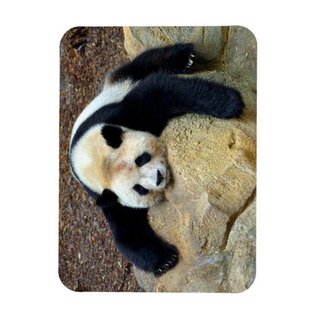 Sleeping giant panda slumped on a rock magnet (Vertical)