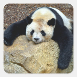 Sleeping giant panda slumped on a rock square sticker