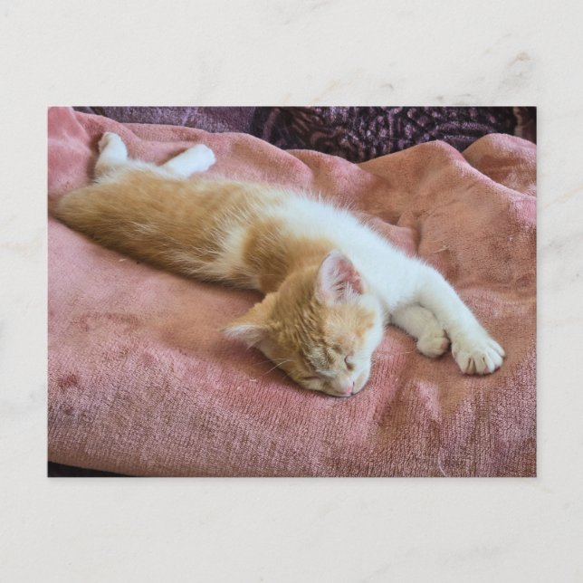 Sleeping Ginger Kitten Postcard (Front)