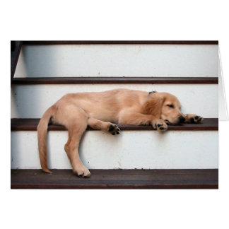 Sleeping Golden Puppy Cards