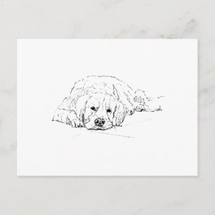 Sleeping Golden Retriever, Dog Lover, Drawing Postcard