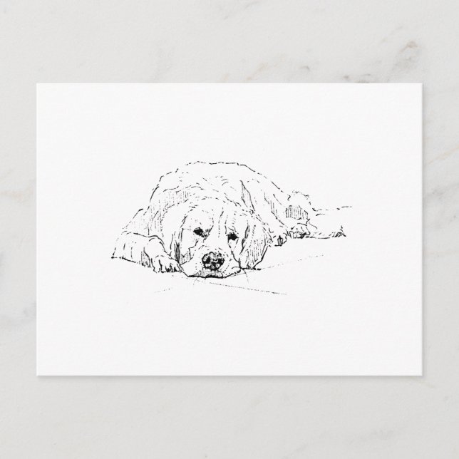 Sleeping Golden Retriever, Dog Lover, Drawing Postcard (Front)