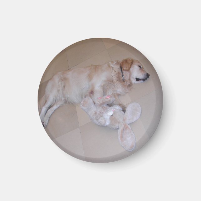 Sleeping Golden Retriever Magnet (Front)