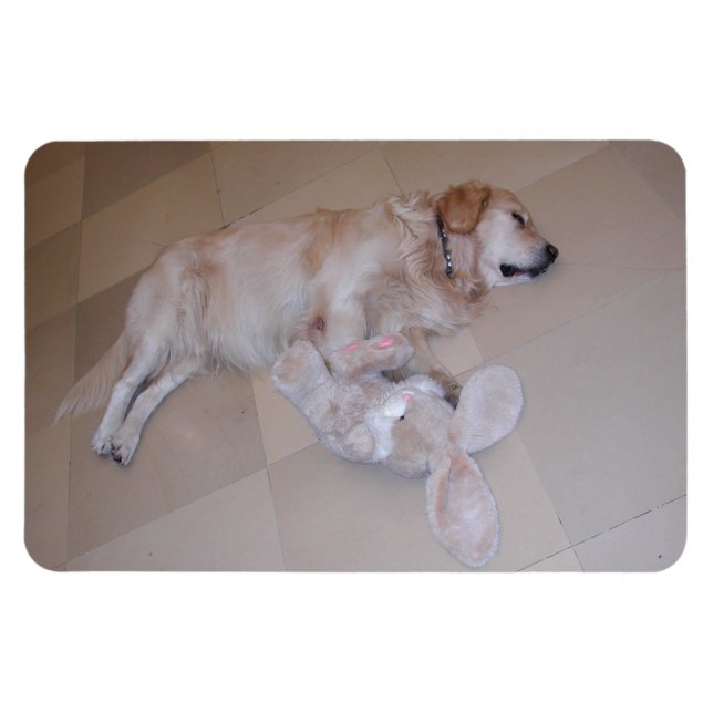 Sleeping Golden Retriever Magnet (Horizontal)