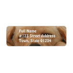 Sleeping Golden Retriever Mailing Label