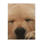 Sleeping Golden Retriever Postcard