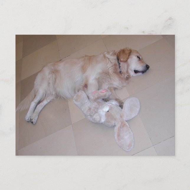 Sleeping Golden Retriever Postcard (Front)